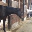 60鞍目 口の硬い馬と輪乗り