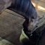 食事中の馬